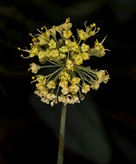 lomatium nudicaule 18-9330